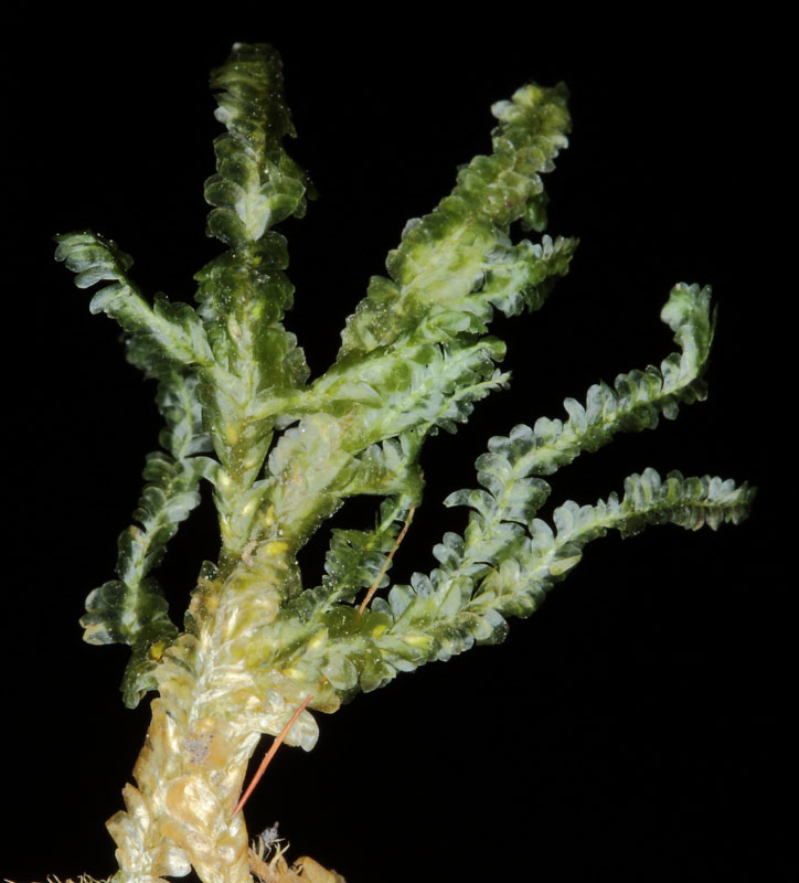 Homalia trichomanoides